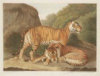 TvB G 1891
<br/>
Twee tijgers
<br/>
<em>Lütz, A (XIX)</em>